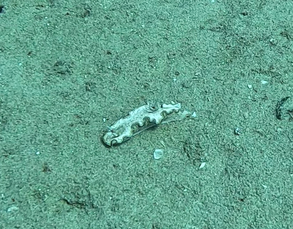 Doriprismatica kyanomarginata