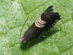 Grapholita compositella