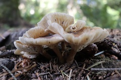 Ampulloclitocybe