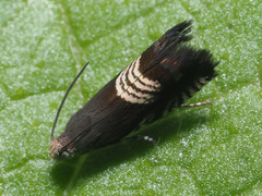 Grapholita compositella