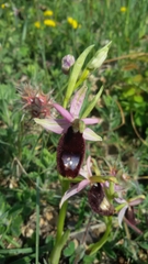 Ophrys bertolonii bertolonii