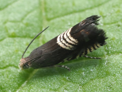 Grapholita compositella