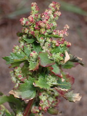 Chenopodiastrum murale, photograph (c) Cricket Raspet, some rights reserved (CC BY)