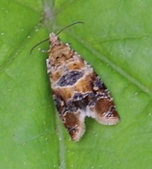 Lobesia reliquana