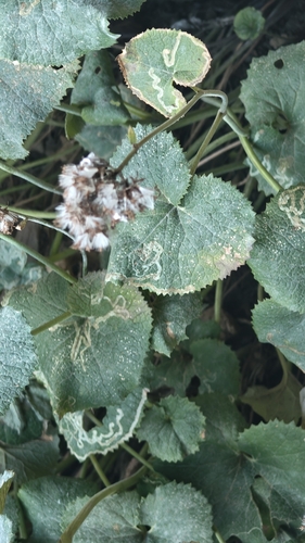alpine plantain