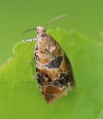 Lobesia reliquana