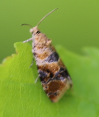 Lobesia reliquana