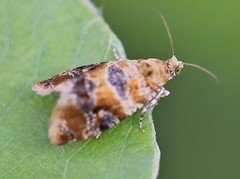 Lobesia reliquana
