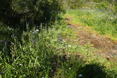 Trifolium oliganthum