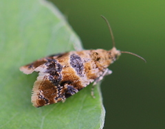 Lobesia reliquana
