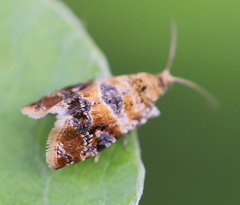 Lobesia reliquana