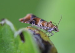 Lobesia reliquana