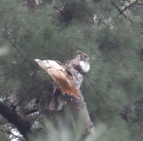 Great Horned Owl