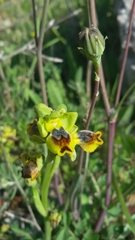 Ophrys sicula