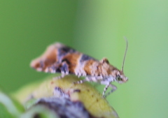 Lobesia reliquana