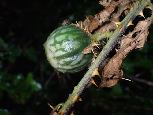 Solanum linnaeanum, photograph 1