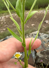 Erigeron strigosus, photograph (c) Patrice Dupont, some rights reserved (CC BY)