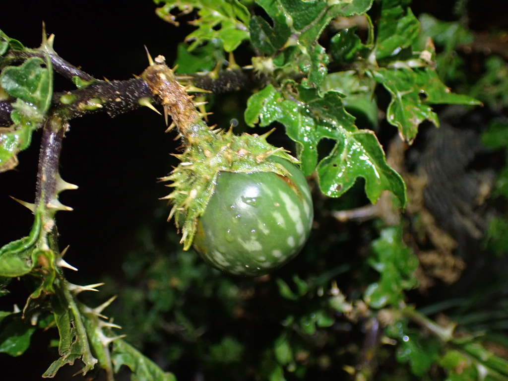 Solanum linnaeanum; photograph (c) Cricket Raspet, some rights reserved (CC BY)