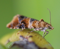 Lobesia reliquana