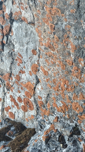 Elegant Sunburst Lichen