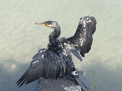 Japanese Cormorant