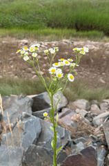 Erigeron strigosus