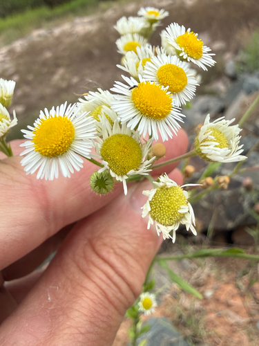 Erigeron strigosus, photograph 4