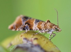 Lobesia reliquana