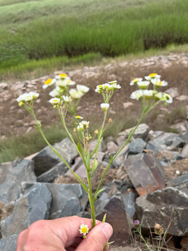 Erigeron strigosus, photograph 2