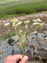 (c) Patrice Dupont, some rights reserved (CC BY) Erigeron strigosus, photograph (c) Patrice Dupont, some rights reserved (CC BY)
