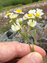 (c) Patrice Dupont, some rights reserved (CC BY) Erigeron strigosus, photograph (c) Patrice Dupont, some rights reserved (CC BY)