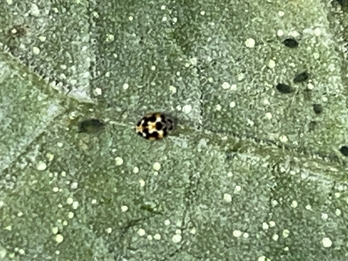Twenty-spotted Lady Beetle