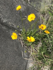 Coreopsis lanceolata