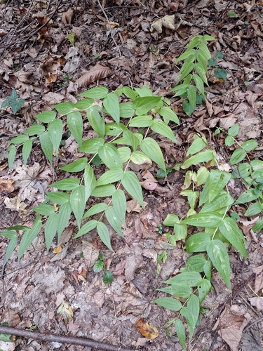 willow gentian