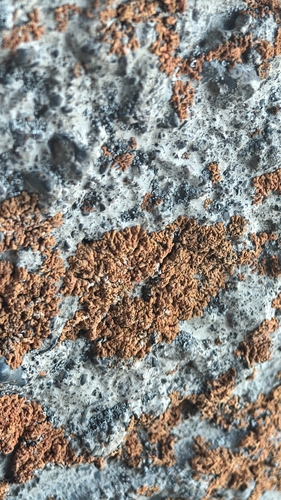 Elegant Sunburst Lichen
