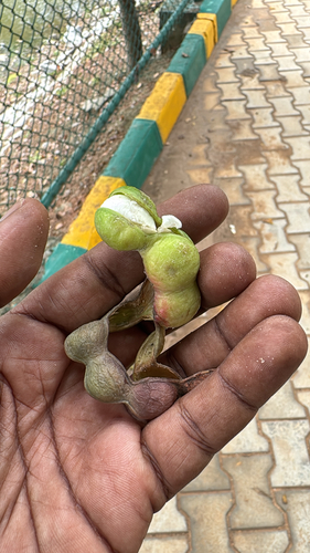 Madras Thorn