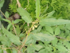 Corchorus tridens