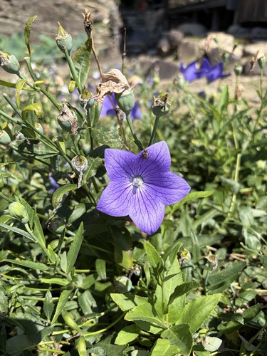 balloon flower