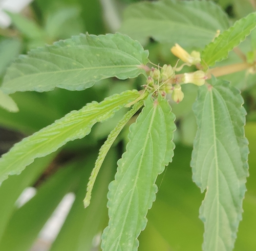 Corchorus tridens, photograph 1
