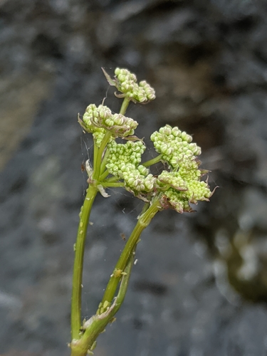 Image of Perideridia californica by no rights reserved