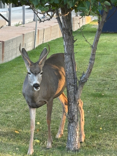 Rocky Mountain Mule Deer