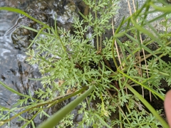 Perideridia californica