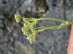 Perideridia californica