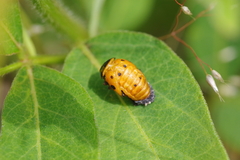 Coccinella septempunctata
