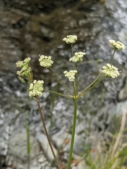 Perideridia californica