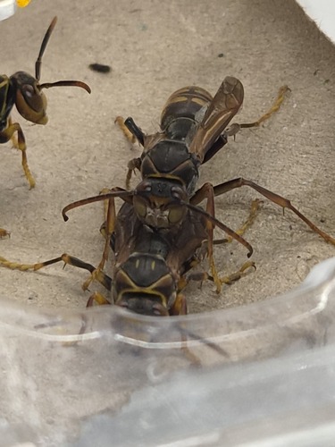 Polistes rothneyi koreanus