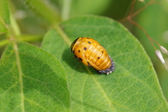Coccinella septempunctata