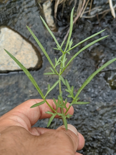 Image of Perideridia californica by no rights reserved