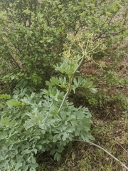 Lomatium californicum