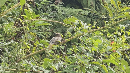 Elliot's Laughingthrush